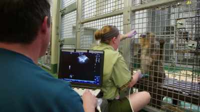 DR. DAN: It's a little complex
because a keeper has to hold - Magic of Disney's Animal Kingdom