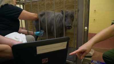 -DR. DAN: Look at it! Good girl.
-Aw. (LAUGHS) - Magic of Disney's Animal Kingdom