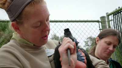 DR. DAN: ...than have to anesthetize them. - Magic of Disney's Animal Kingdom