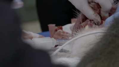 Dr. Jamie: Alright. It's out. - Secrets of the Zoo