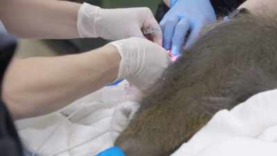 Dr. Jamie: He's definitely
diseased around there, - Secrets of the Zoo