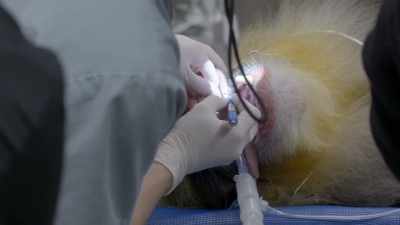 Dr. Jamie: So we definitely have
some retained roots - Secrets of the Zoo