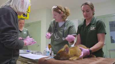 Dr. Jan: Because we know that
there's a wound, we saw blood, - Secrets of the Zoo