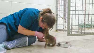 Dr. Jan: But pack animals have
a really complex hierarchy, - Secrets of the Zoo