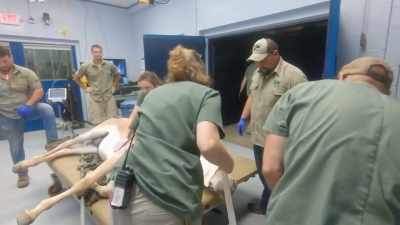 Dr. Jan:
Every anesthesia's different, - Secrets of the Zoo
