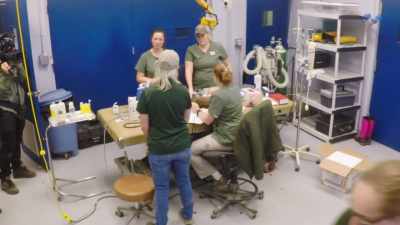 Dr. Jan:
If we don't see response, - Secrets of the Zoo