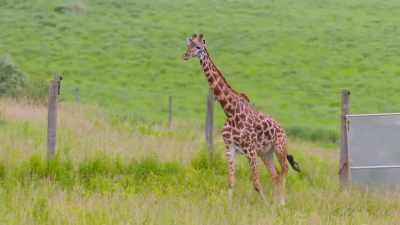 Dr. Jan: It's nice to know
that we're contributing - Secrets of the Zoo