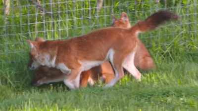Dr. Jan: Just because we didn't
get these five puppies - Secrets of the Zoo