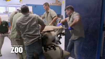 Dr. Jan: Krypto,
a 20-year-old onager male, - Secrets of the Zoo