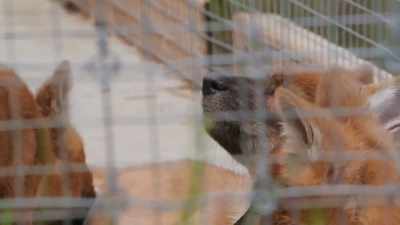 Dr. Jan: So, it's really
important that the puppies - Secrets of the Zoo