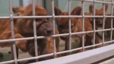 Dr. Jan: Today, we're gonna
introduce the pups to jetson, - Secrets of the Zoo