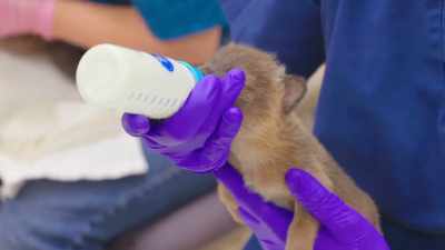 Dr. Jan: We can raise them as
a pack and try to teach them - Secrets of the Zoo