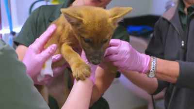 Dr. Jan: We do find
two puncture wounds: - Secrets of the Zoo