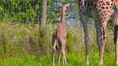 Dr. Jan: We only have
a short timeframe - Secrets of the Zoo