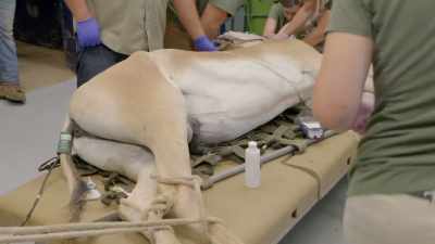 Dr. Jan: We're always
looking at parameters - Secrets of the Zoo