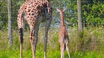 Dr. Jan: When you take care
of animals, - Secrets of the Zoo