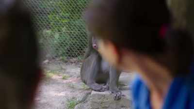 Dr. Katie: After eebi's recovery
from her surgery, - Secrets of the Zoo