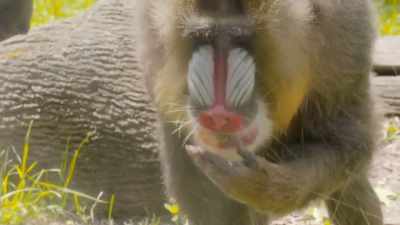Dr. Katie: As part of kinshasa's
treatment protocol, - Secrets of the Zoo