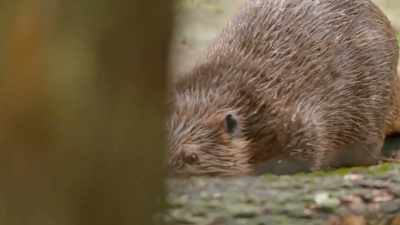 Dr. Katie: Beaver teeth are not
to be messed with, - Secrets of the Zoo