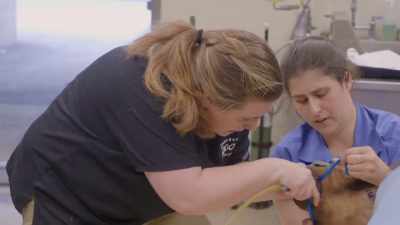 Dr. Katie: Can you do
another round of epi - Secrets of the Zoo