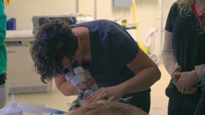 Dr. Katie: Clark has already
been on treatment - Secrets of the Zoo