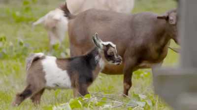 Dr. Katie: Currently
our herd doesn't have - Secrets of the Zoo