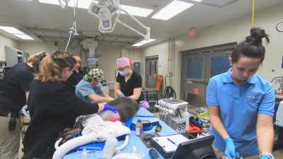Dr. Katie: Dr. Berning is going
as quickly as she can - Secrets of the Zoo