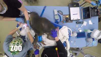 Dr. Katie: Dr. Berning is
working on removing - Secrets of the Zoo