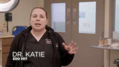 Dr. Katie: King julian was noted
to have some changes to his hip - Secrets of the Zoo