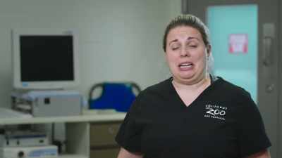 Dr. Katie: Looking at the
screen, it's immediately evident - Secrets of the Zoo