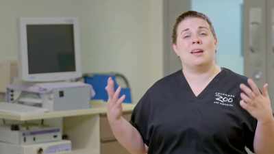 Dr. Katie:
Looking at the x-rays, - Secrets of the Zoo