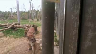Dr. Katie: Next up for clark - Secrets of the Zoo