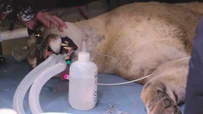 Dr. Katie: Obviously,
with the eyes, - Secrets of the Zoo