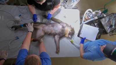 Dr. Katie: One way to know
for sure is to actually stick - Secrets of the Zoo