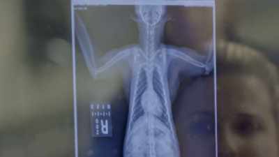 Dr. Katie: So, chest cavity
looks really good, - Secrets of the Zoo