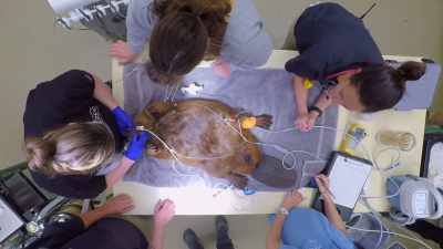 Dr. Katie: So, when her teeth
close now, - Secrets of the Zoo