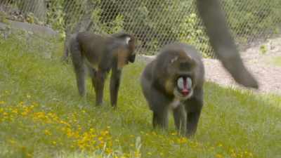 Dr. Katie: So he's been
regurgitating less - Secrets of the Zoo