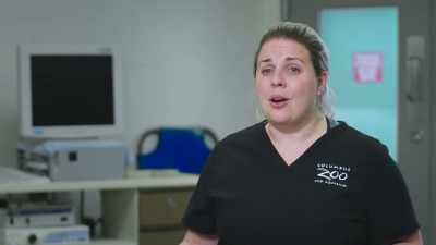 Dr. Katie: So, this means that
we need to go to surgery, - Secrets of the Zoo