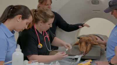 Dr. Katie: So, she's gonna get
4 mils propofol. - Secrets of the Zoo