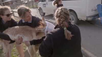 Dr. Katie: So that way
he's asleep in the van, - Secrets of the Zoo