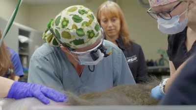 Dr. Katie: This is a serious
complication of an anesthesia; - Secrets of the Zoo