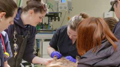 Dr. Katie: This, like,
bleeding and rawness up here - Secrets of the Zoo