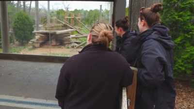 Dr. Katie: Today I'm gonna
re-check clark, - Secrets of the Zoo