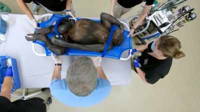 Dr. Katie: Unga has
a long medical history - Secrets of the Zoo