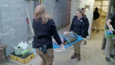Dr. Katie: We've already
anesthetized kinshasa, - Secrets of the Zoo