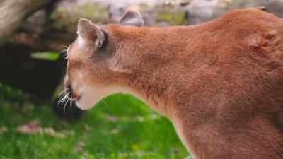 Dr. Katie:
When clark first presented, - Secrets of the Zoo