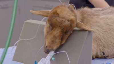 Dr. Katie: While keiko wakes up, - Secrets of the Zoo