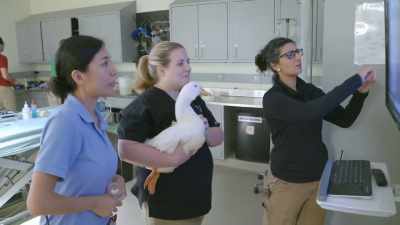 Dr. Katie: Yeah. It does look
like that's eroded away. - Secrets of the Zoo