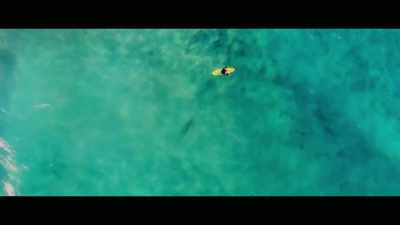 [Dr. Leonardo Guida] Drone
footage is now coming out, - Envoy: Shark Cull