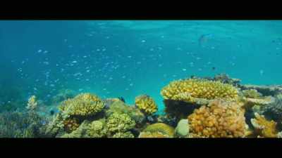 [Dr. Leonardo] We've had some
studies come out that show - Envoy: Shark Cull